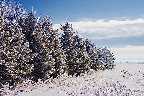 Frosty Pines_52692.jpg - Photographed east of Ottawa, Ontario - the capital of Canada.